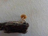 Gymnopilus aeruginosus image