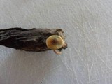 Gymnopilus aeruginosus image