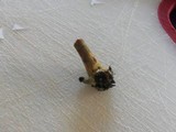 Gymnopilus aeruginosus image