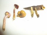 Gymnopilus aeruginosus image