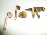 Gymnopilus aeruginosus image