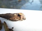 Gymnopilus aeruginosus image