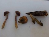 Gymnopilus aeruginosus image