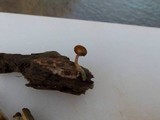 Gymnopilus aeruginosus image