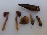 Gymnopilus aeruginosus image