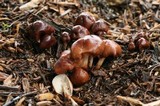 Gymnopus luxurians image