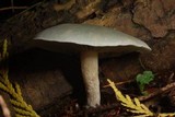Clitocybe odora image