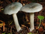 Clitocybe odora var. pacifica image