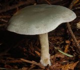 Clitocybe odora image