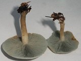 Clitocybe odora var. pacifica image