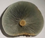 Clitocybe odora image