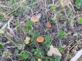 Pholiotina smithii image