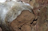 Reticularia lycoperdon image