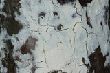 Reticularia lycoperdon image