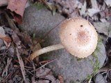 Leratiomyces squamosus image