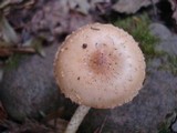 Leratiomyces squamosus var. thraustus image