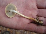 Leratiomyces squamosus var. thraustus image