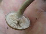 Pseudoclitocybe cyathiformis image