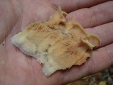 Merulius tremellosus image