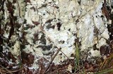 Reticularia lycoperdon image