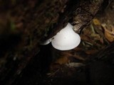 Ossicaulis lignatilis image