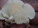 Ossicaulis lignatilis image