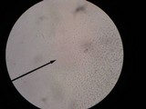 Ossicaulis lignatilis image