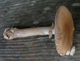 Amanita morrisii image