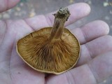 Paxillus involutus image