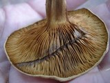 Paxillus involutus image