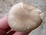 Amanita morrisii image