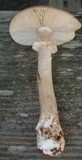 Amanita morrisii image
