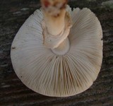 Amanita morrisii image