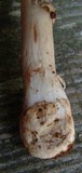 Amanita morrisii image