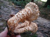 Pholiota squarrosa image