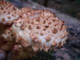 Pholiota squarrosa image