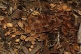 Agrocybe firma image