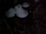 Pleurocybella porrigens image