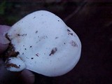 Pleurocybella porrigens image