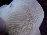 Pleurocybella porrigens image