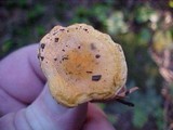 Hygrophoropsis aurantiaca image