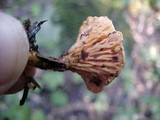 Hygrophoropsis aurantiaca image
