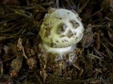 Amanita citrina f. lavendula image