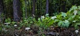 Amanita citrina f. lavendula image