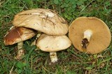 Suillus bovinus image