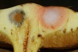 Suillus bovinus image