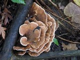 Abortiporus biennis image
