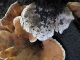 Abortiporus biennis image