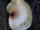 Royoporus badius image