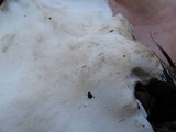 Royoporus badius image
